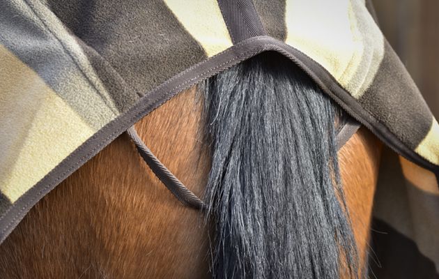 Equith&egrave;me Stripe Exercise Sheet review
