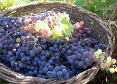 0000089c7-Pais.jpg