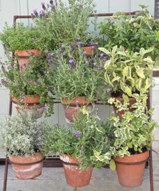 herbs growing in planters