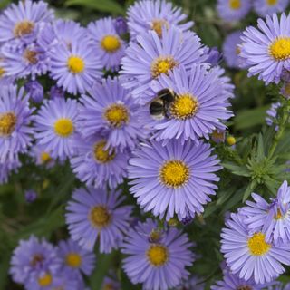 Bee on plants