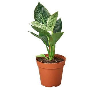 House Plant Shop | Philodendron