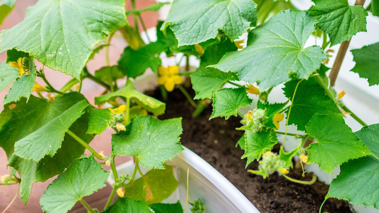 Cucumber plant with yellow flowers growing in pot in balcony garden