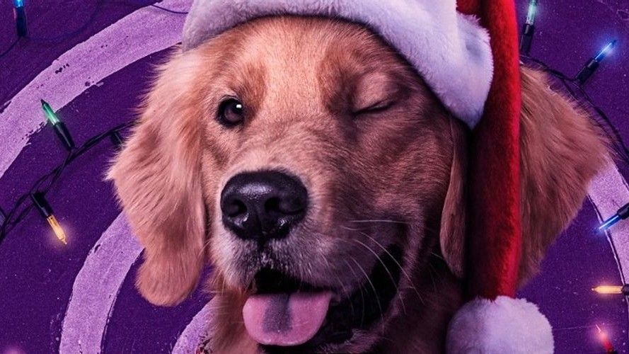 Who is the dog in Hawkeye? Meet the pup who plays Pizza Dog PetsRadar