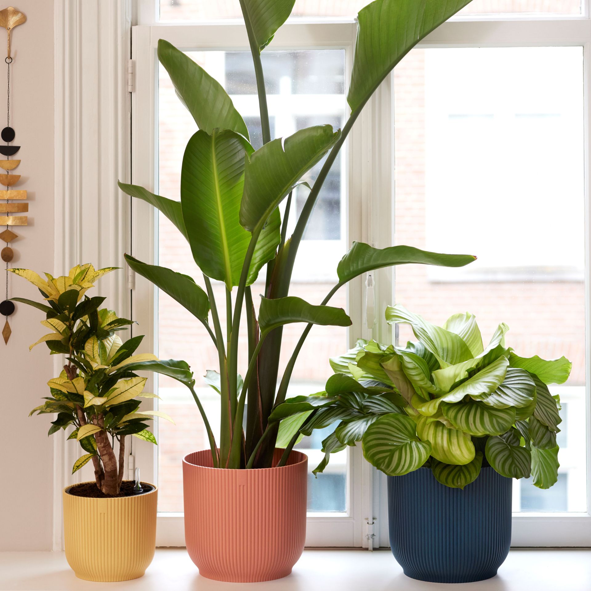 Potted houseplants display on windowsill