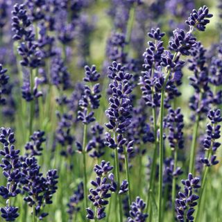 french lavender with purple flowers