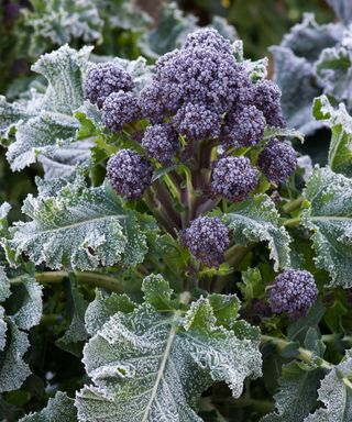 purple sprouting broccoli in frost