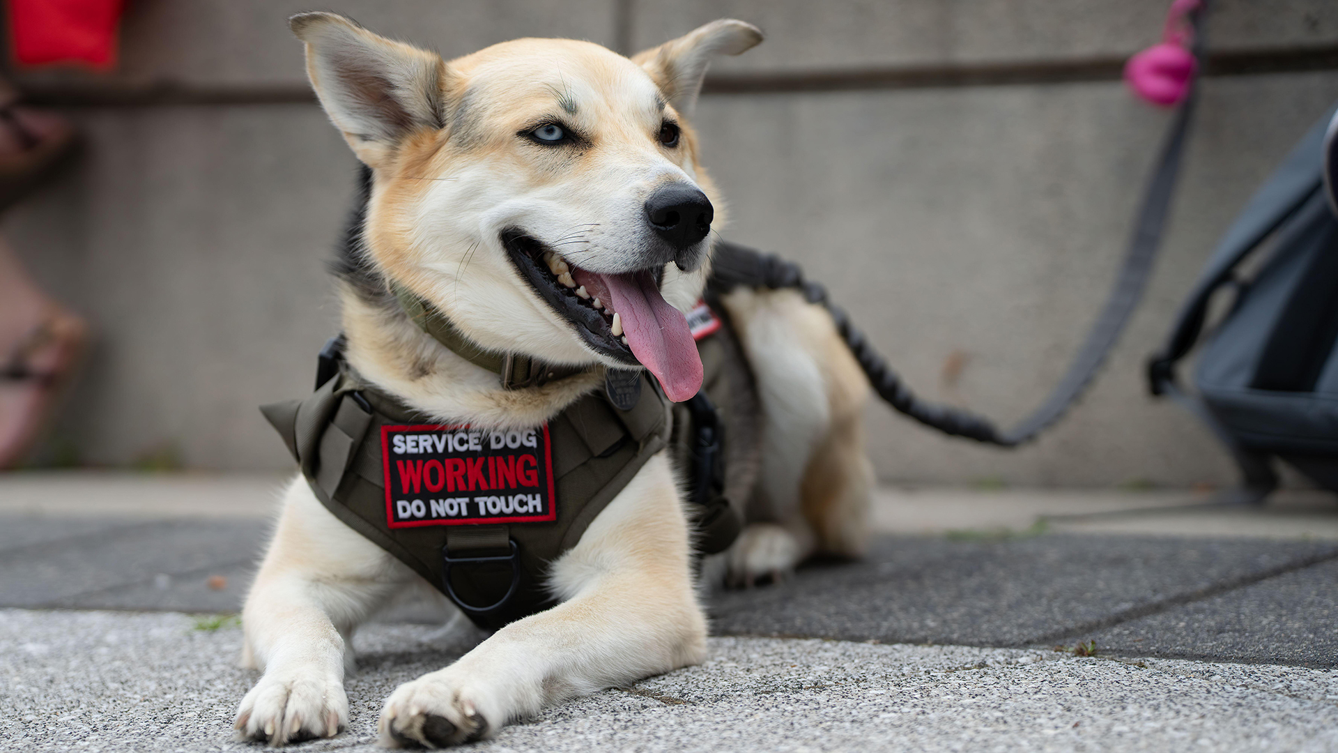 A service dog in-training relaxes at the National War Memorial in Ottawa, Canada.