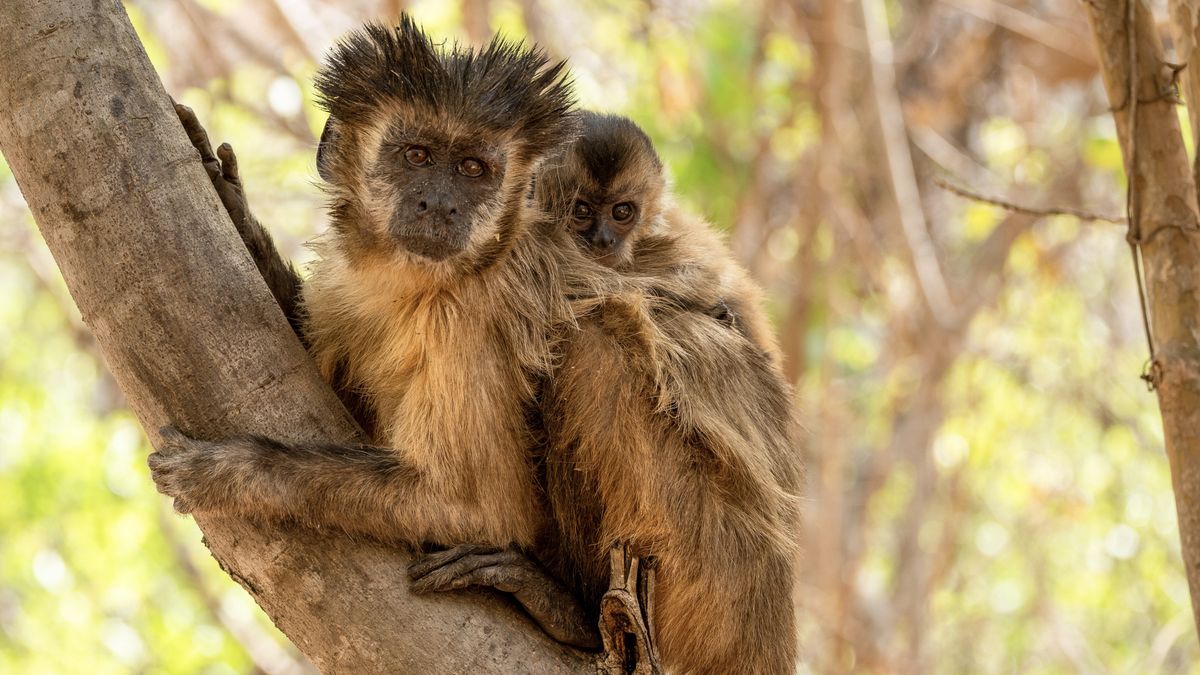 A capuchin monkey with a baby capuchin on its back in Sir David Attenborough&#039;s Mammals.