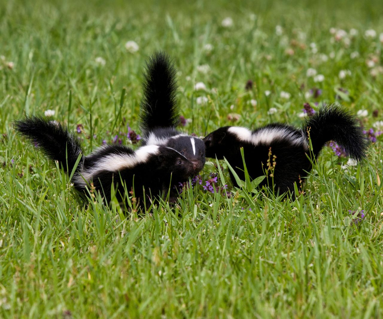 How to get rid of skunk smell cleaners share their secrets Homes