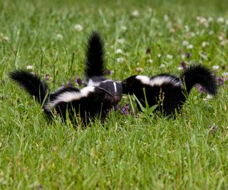 Two skunks in green grass