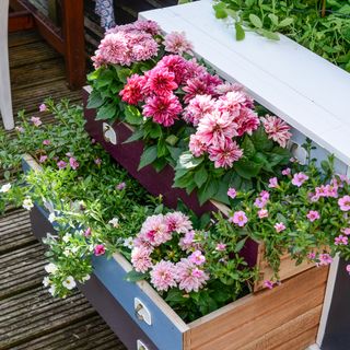 Chest of drawers upcycled into garden planter for dahlias and other flowering plants