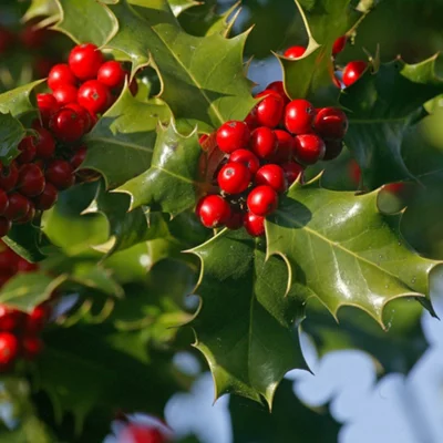 Yougarden English Holly Hedges, Set of 12 Established Plants in 9cm Pots, 20-40cm Tall Plants, Attracts Wildlife, Evergreen Foliag