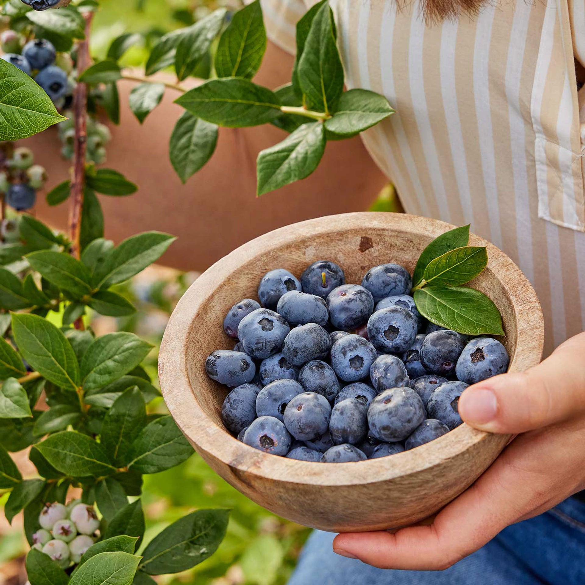 Jersey Blueberry - 1 Plant