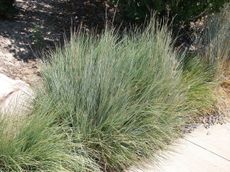 zone 5 ornamental grass