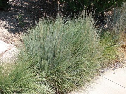 zone 5 ornamental grass