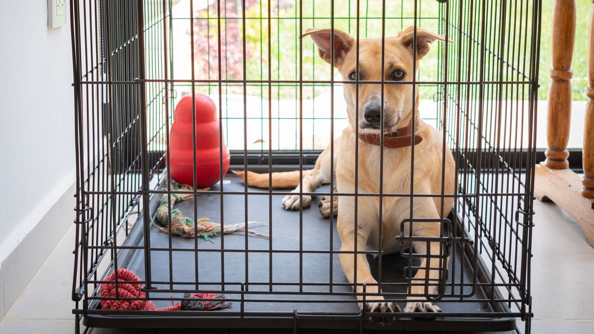 Dog in crate