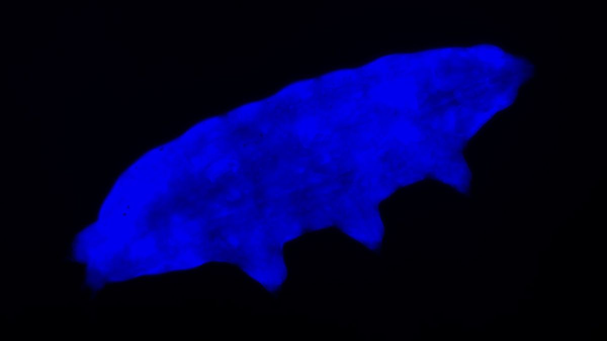 Adorable tardigrades fight UV rays with glowing shield - Live Science