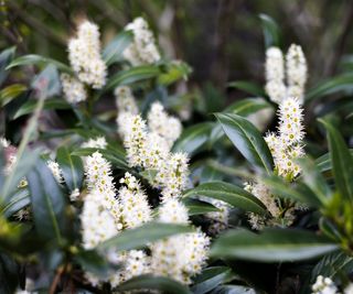 Cherry laurel hedge with green leaves and white flowers