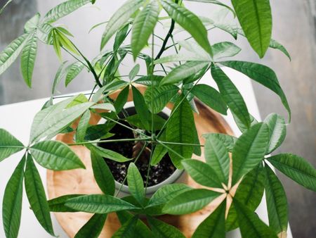 A close up top-down view of a potted money tree