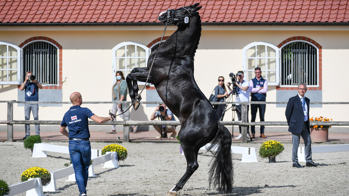 European Dressage Championships trot-up - Everdale