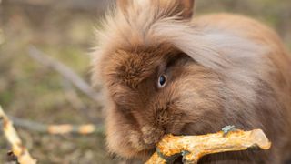 A rabbit chews a piece of wood