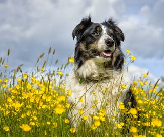 A dog sits in a field if buttercup flowers