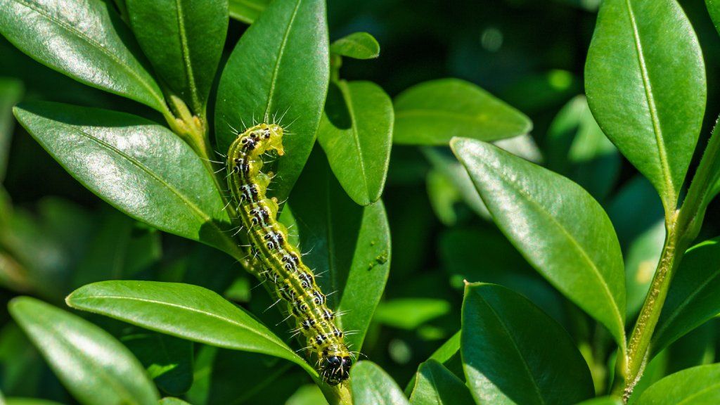 A yellow and black caterpillar on the leaves of a boxwood shrub