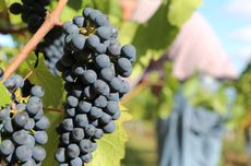 Grape harvest