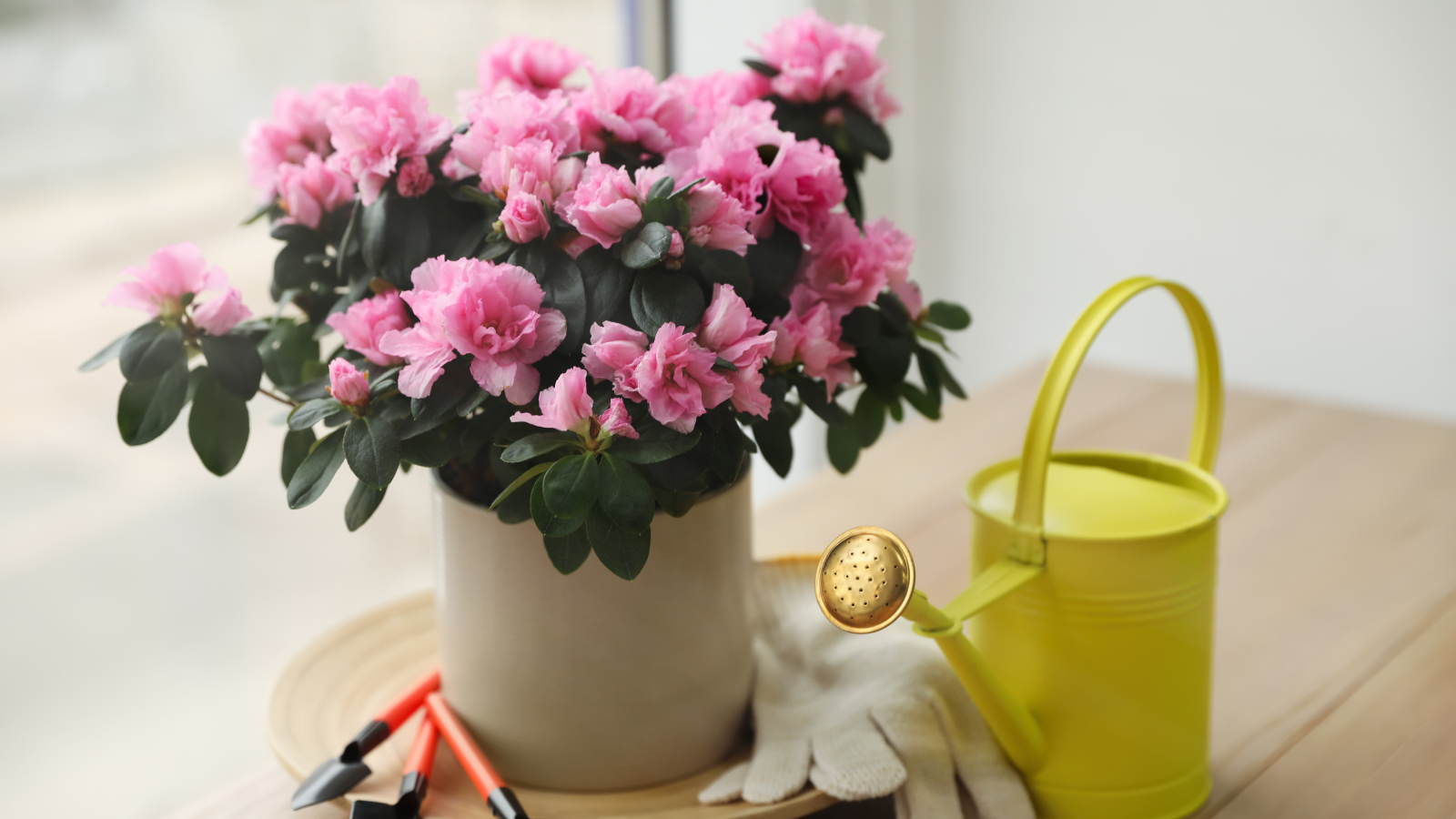 Light pink azalea in pot on table indoors with small watering can nearby