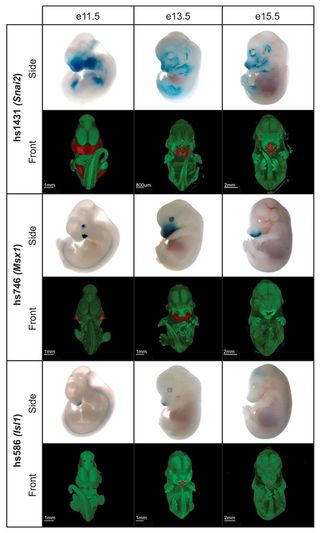 The researchers monitored the activity of three enhancers at different stages of mouse embryonic development (day 11.5, day 13.5 and day 15.5). Regions in red show the area of the enhancer's activity.