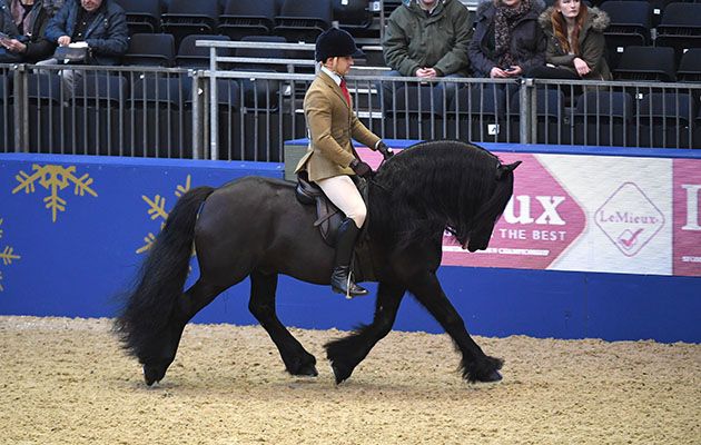 914-WILDHOEVE-OKIDOKI-HorseNo914_Olympia_PN17_4137.jpg