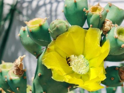 Yellow Flower On A Spineless Prickly Pear Plant