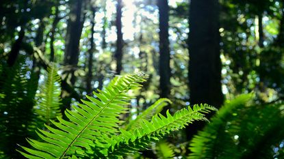 Fern leaves in shaded woodland