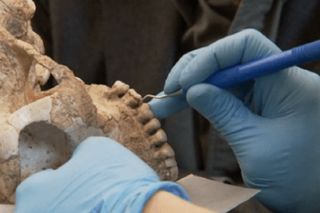 Scraping ancient teeth for clues about diet.