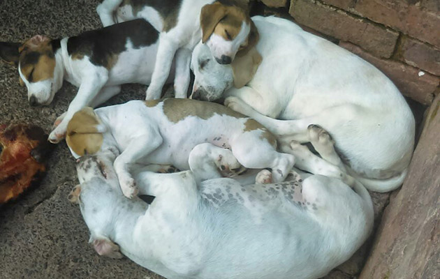 6 Foxhound and beagle puppies