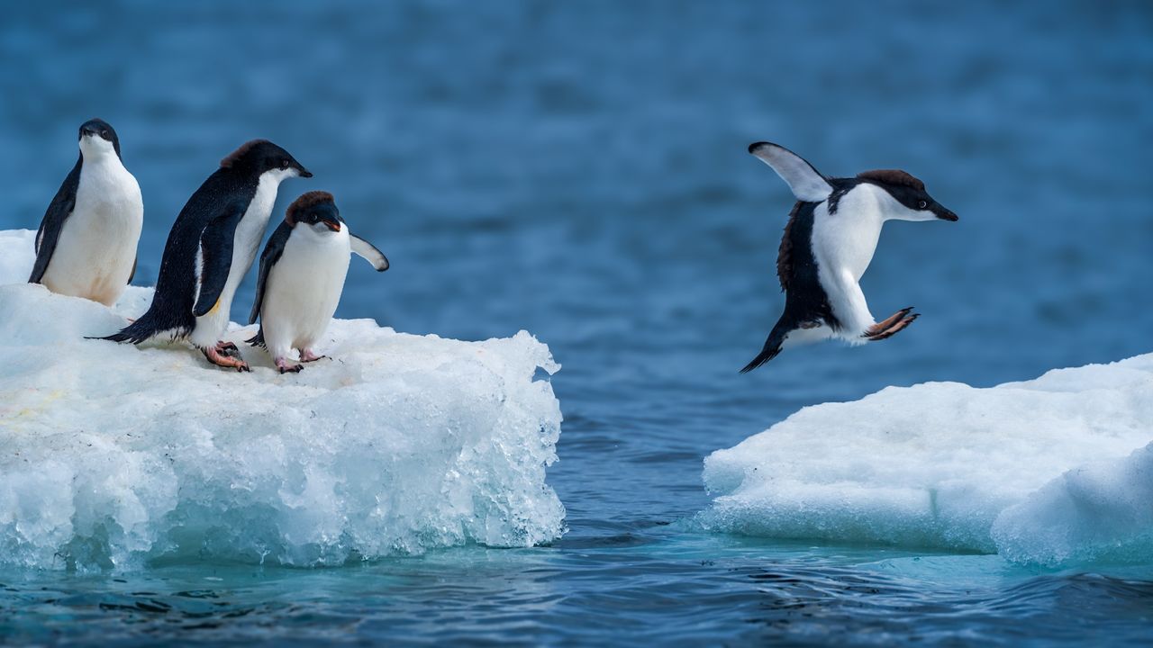 a group of penguins hop from pieces of ice