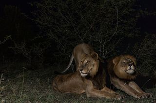 brother lions jacob and tibu lying together in dark shrubland