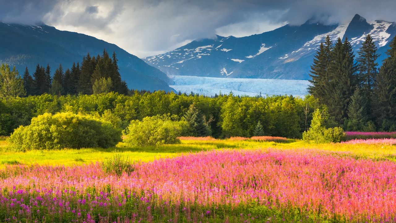 Pink and yellow flowers in a meadow at Brotherhood Park in Juneau with Mendenhall Glacier in the background