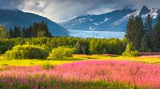 Pink and yellow flowers in a meadow at Brotherhood Park in Juneau with Mendenhall Glacier in the background