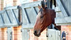 Horse looking bored over stable door