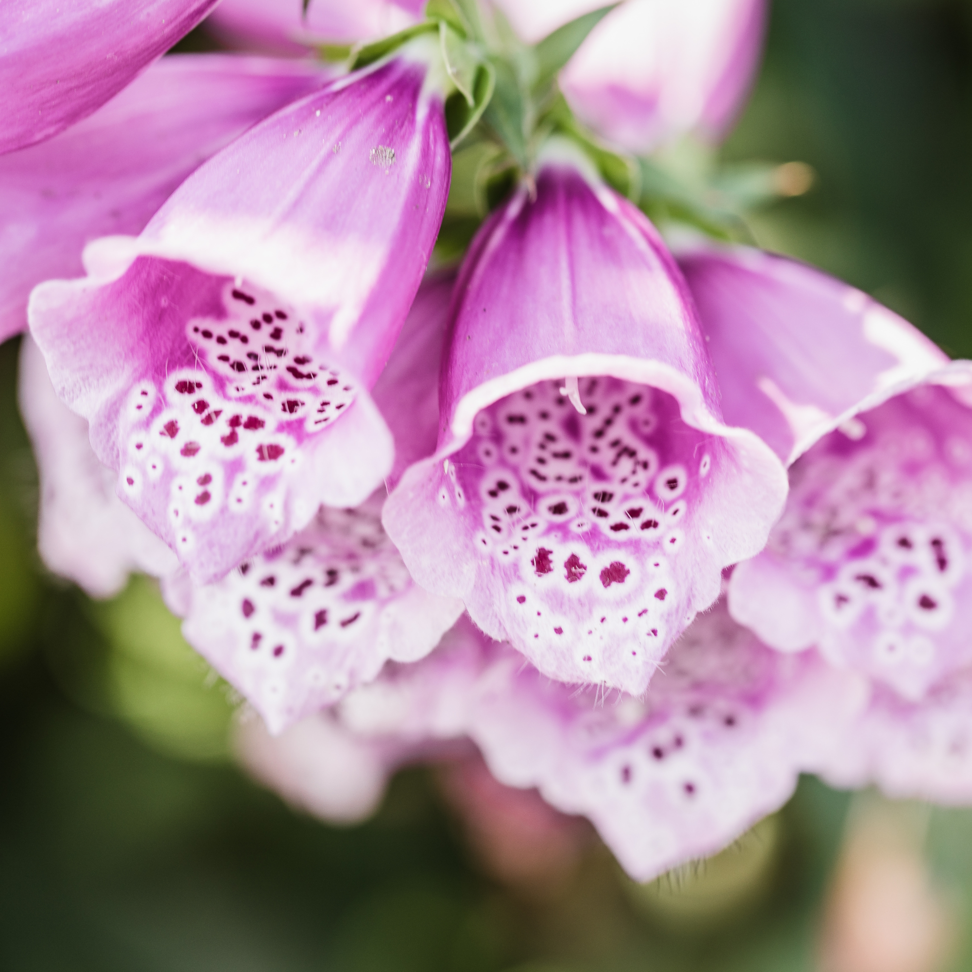 Purple foxglove flower in close focus.