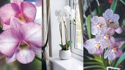 How to water orchids