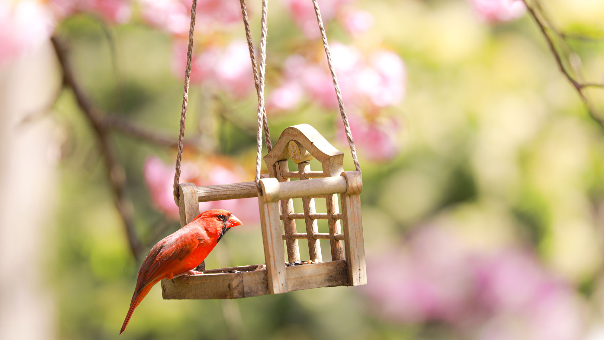 cardinal feeding on bird swing feeder near peach blossoms in spring