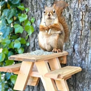 squirrel sitting on picnic table with fork and knife