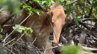 The anteaters snout pokes out from leaves in a bush.