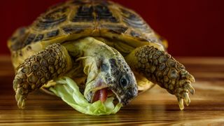 Tortoise munching cabbage leaf