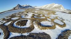 Elaborate stone patterns created by ice needles