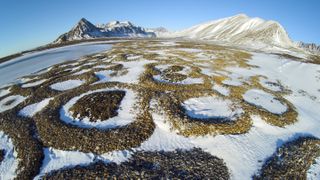 Elaborate stone patterns created by ice needles