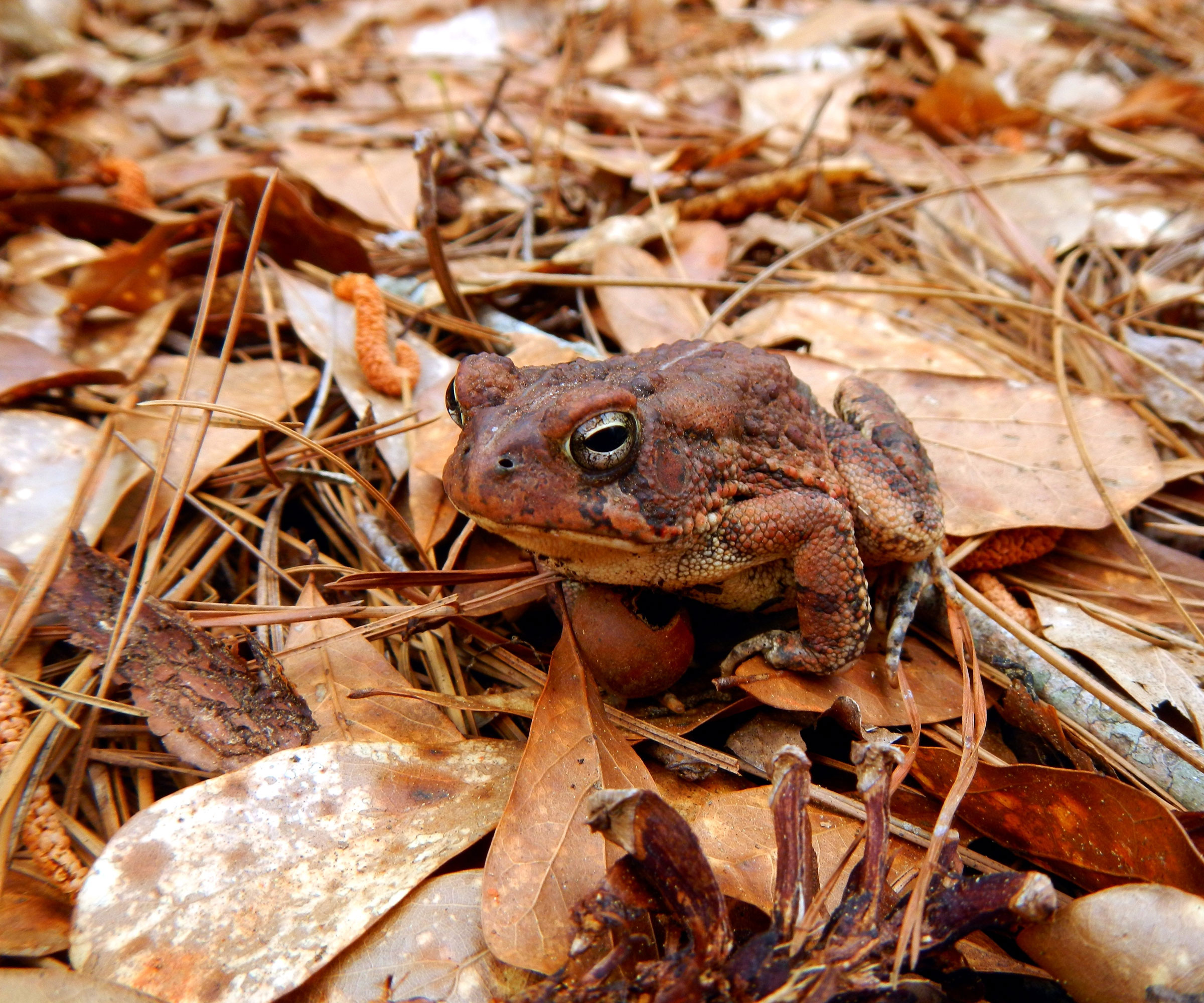 toad sitting on piles of leaf litter in backyard