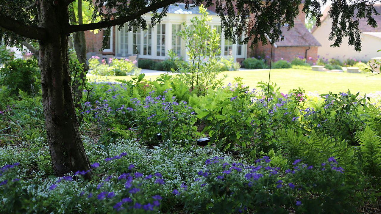 Plants growing under the shade of a large tree